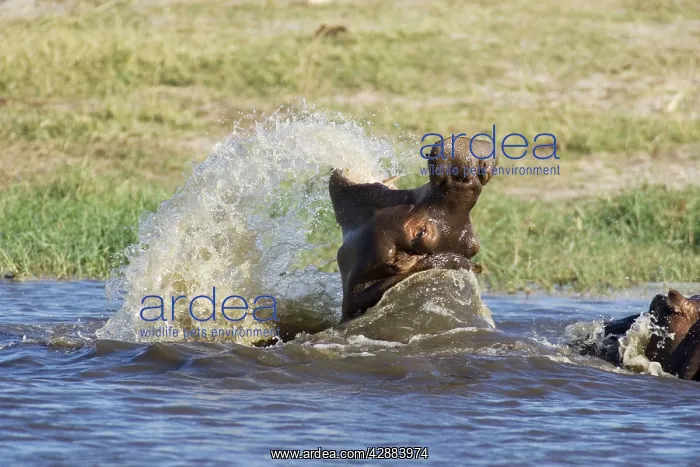 : Hippopotamus - Still raging after having fought : Hippopotamus - Still raging after having fought