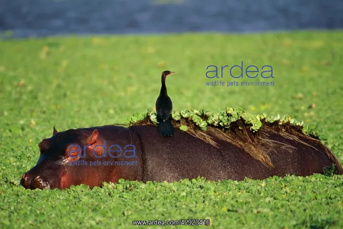 : Hippopotamus - With Reed Cormorant on back : Hippopotamus - With Reed Cormorant on back