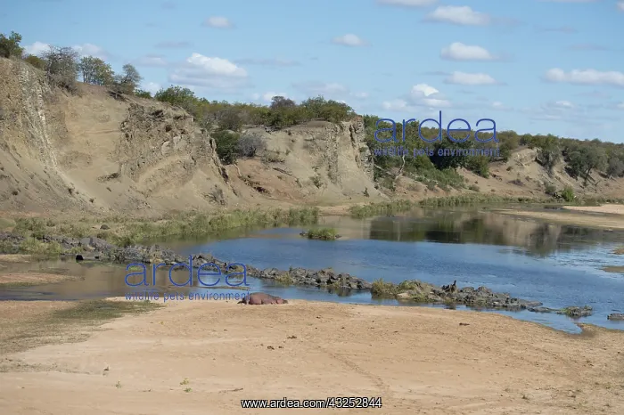 : Hippopotamus - resting on sandbank by Letaba river : Hippopotamus - resting on sandbank by Letaba river