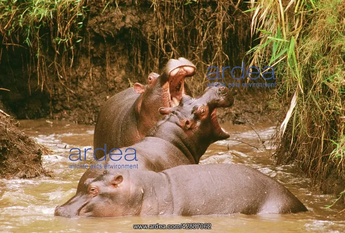  : Hippopotamus - ritualised fighting, gaping the