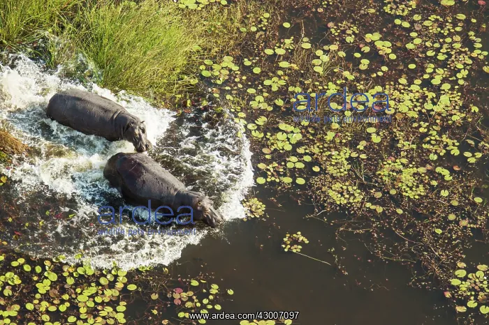 : Hippopotamus rushing into the water of a freshwater : Hippopotamus rushing into the water of a freshwater