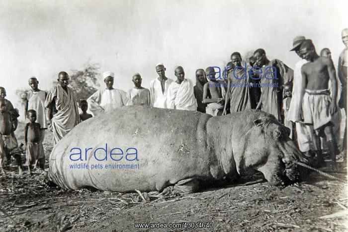 : Hippopotamus shot beside the Nile, old postcard : Hippopotamus shot beside the Nile, old postcard
