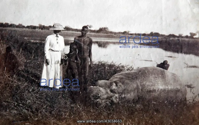 : Hippopotamus shot beside the Nile, old postcard : Hippopotamus shot beside the Nile, old postcard