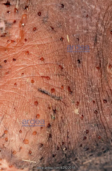 : Hippopotamus Skin - Pink sweat : Hippopotamus Skin - Pink sweat