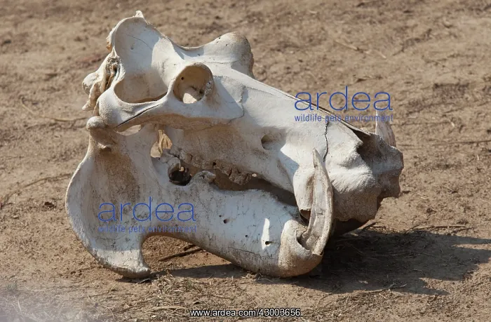 : Hippopotamus Skull of hippo : Hippopotamus Skull of hippo