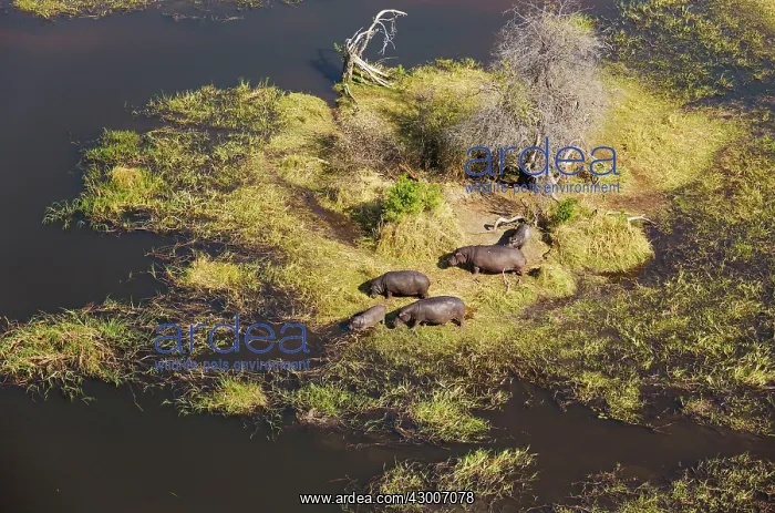 : Hippopotamus small breeding family grazing amd lazing : Hippopotamus small breeding family grazing amd lazing