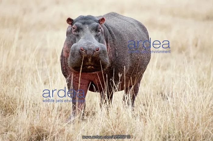 : Hippopotamus - standing among dry grass : Hippopotamus - standing among dry grass