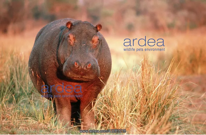 : HIPPOPOTAMUS - standing in evening light : HIPPOPOTAMUS - standing in evening light