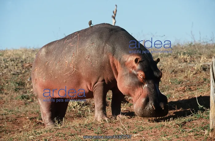 : HIPPOPOTAMUS - standing side view : HIPPOPOTAMUS - standing side view