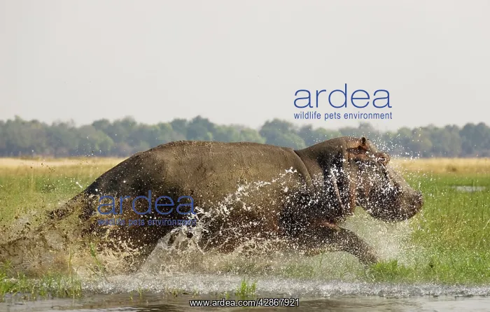: Hippopotamus - Startled bull running through the : Hippopotamus - Startled bull running through the