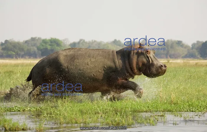 : Hippopotamus - Startled bull running through the : Hippopotamus - Startled bull running through the