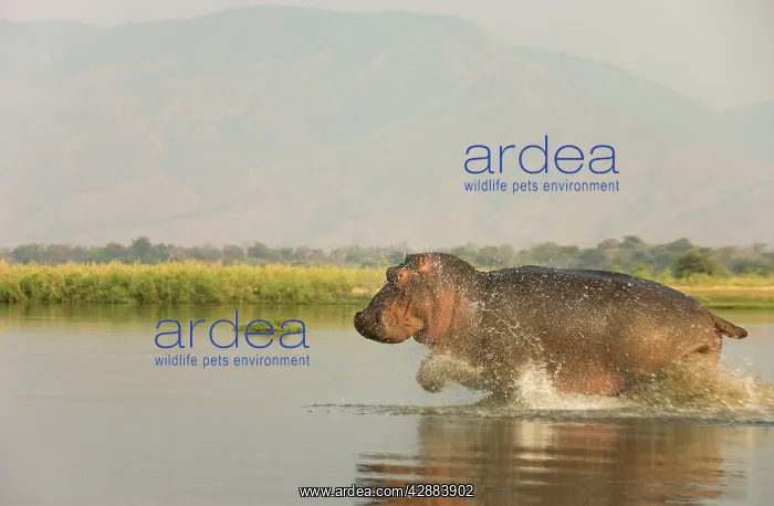 : Hippopotamus - Startled bull running at a shallow : Hippopotamus - Startled bull running at a shallow
