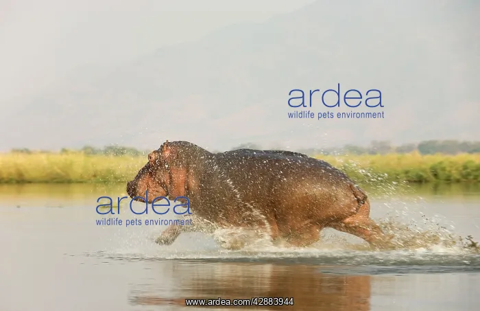 : Hippopotamus - Startled bull running at a shallow : Hippopotamus - Startled bull running at a shallow