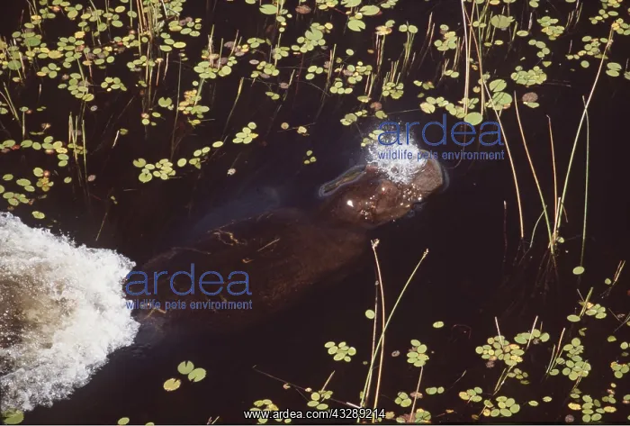 : HIPPOPOTAMUS - swimming underwater : HIPPOPOTAMUS - swimming underwater