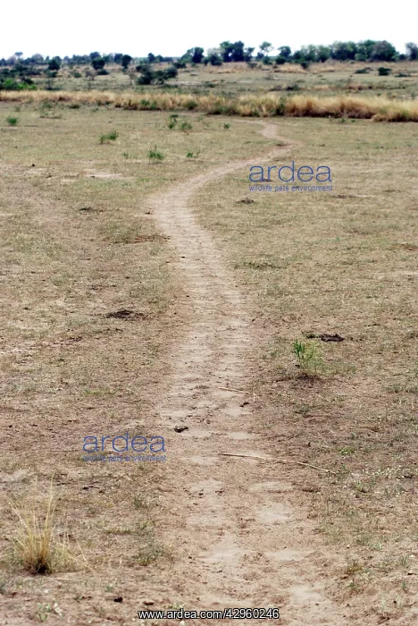: Hippopotamus trail leading away from water : Hippopotamus trail leading away from water