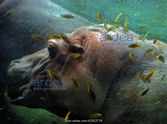 : Hippopotamus underwater with cichlid fish feeding : Hippopotamus underwater with cichlid fish feeding