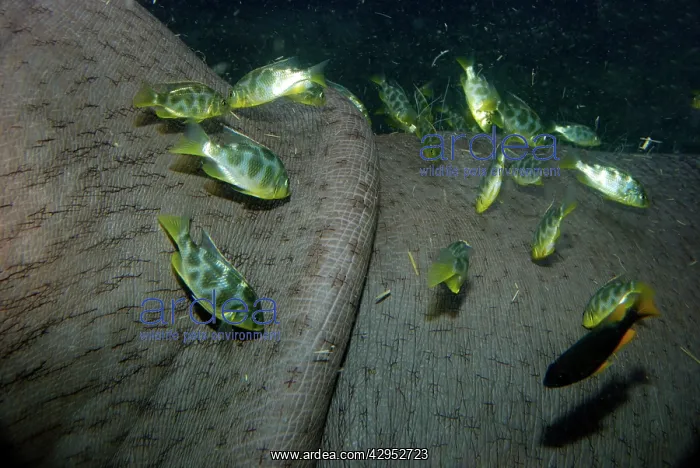 : Hippopotamus underwater with cichlid fish feeding : Hippopotamus underwater with cichlid fish feeding