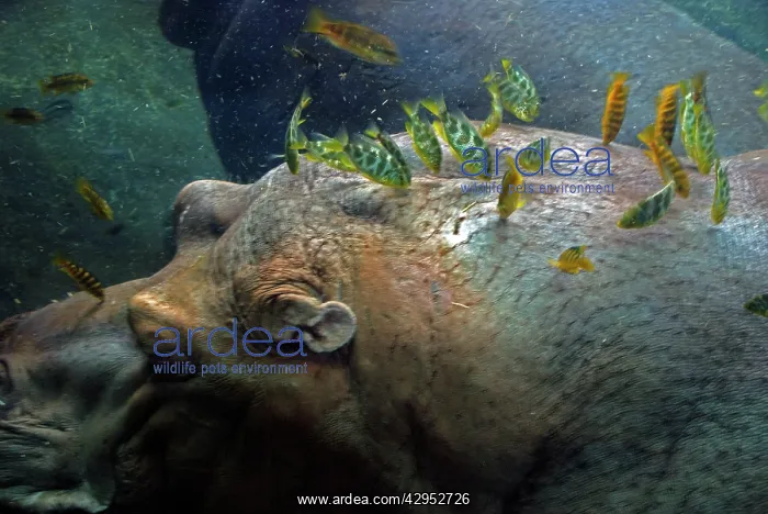 : Hippopotamus underwater with cichlid fish feeding : Hippopotamus underwater with cichlid fish feeding
