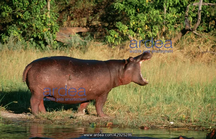 : HIPPOPOTAMUS - side view, yawning, by the water : HIPPOPOTAMUS - side view, yawning, by the water