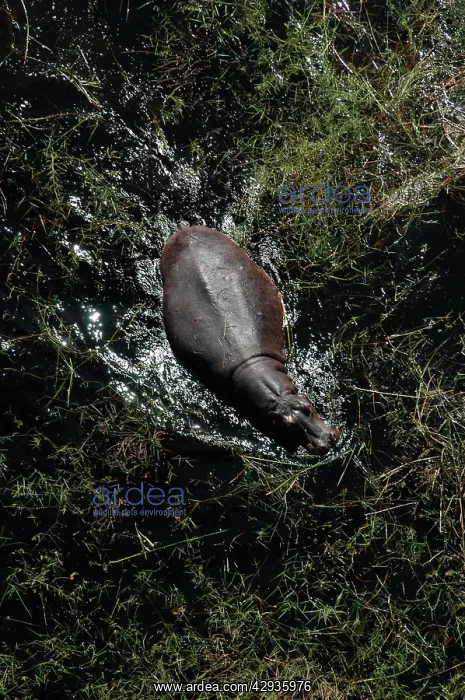 : Hippopotamus - In water : Hippopotamus - In water