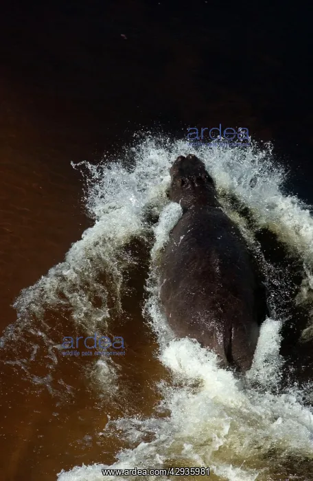 : Hippopotamus - In water : Hippopotamus - In water
