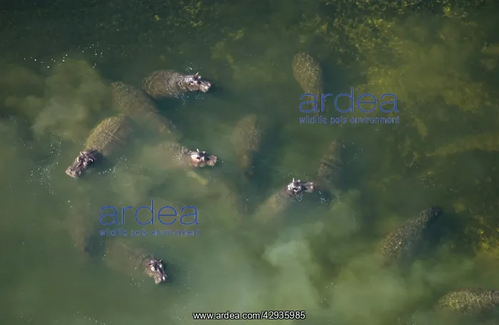 : Hippopotamus - In water : Hippopotamus - In water