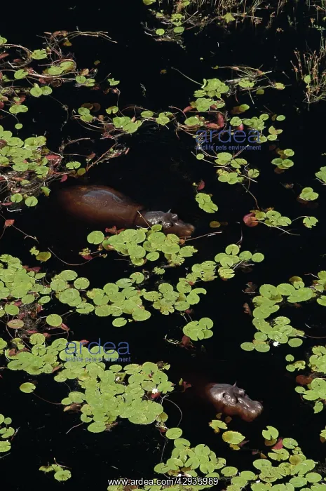  : Hippopotamus - In water