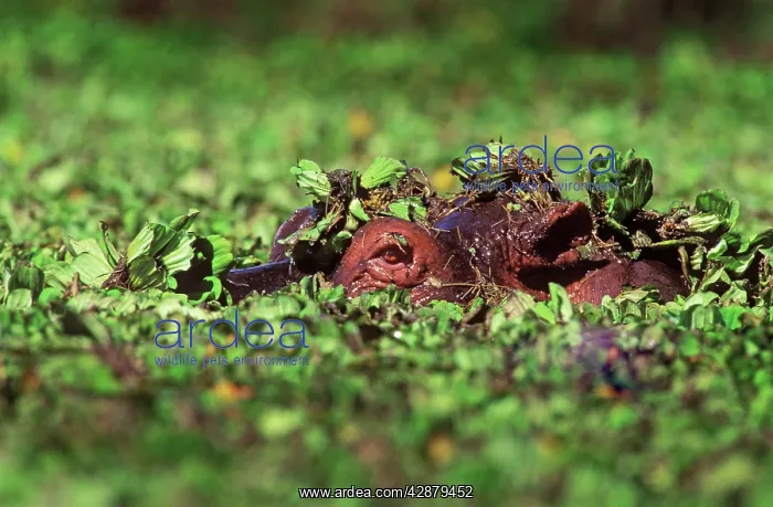 : Hippopotamus - in water, eye showing, surrounded : Hippopotamus - in water, eye showing, surrounded