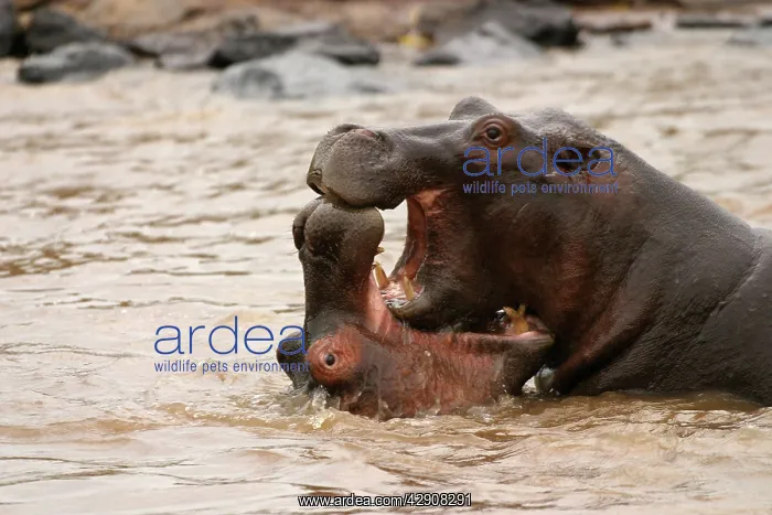 : Hippopotamus - Two in water fighting together : Hippopotamus - Two in water fighting together