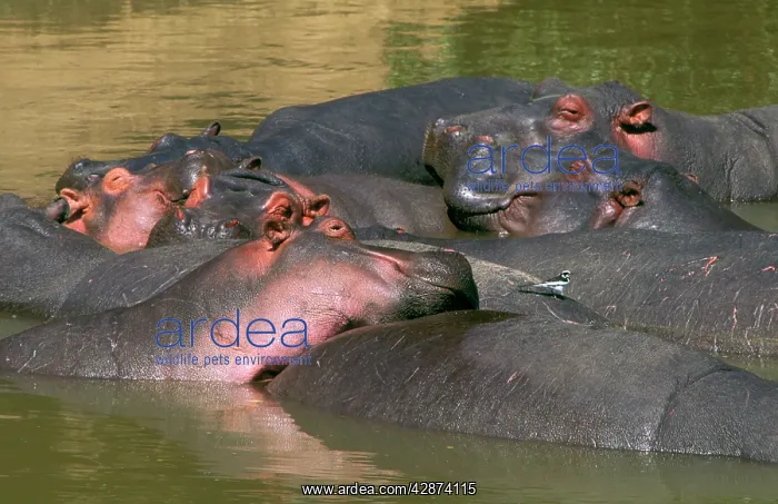  : Hippopotamus - in water - group dozing with an