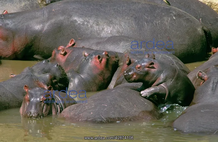  : Hippopotamus - in water mother & young