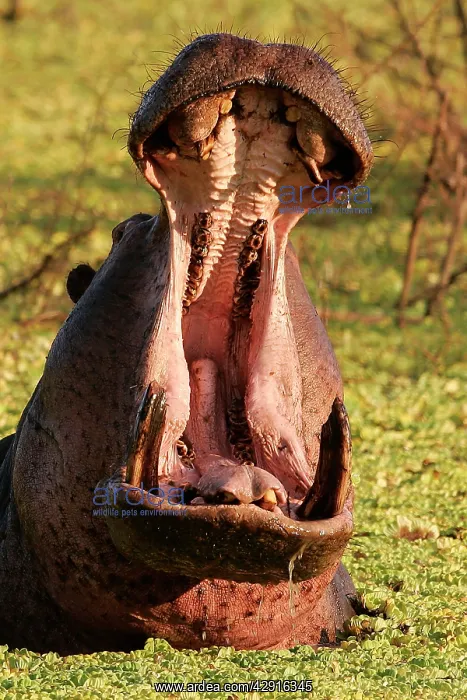 : Hippopotamus - in water with mouth open : Hippopotamus - in water with mouth open