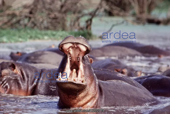 : HIPPOPOTAMUS - in water, with mouth open : HIPPOPOTAMUS - in water, with mouth open