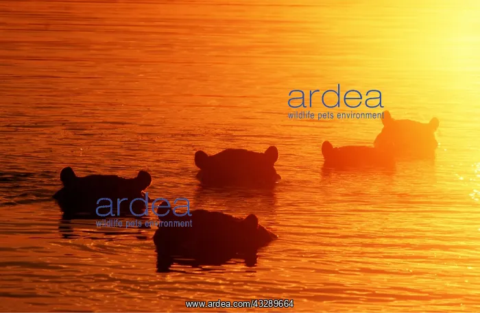 : Hippopotamus - five in water, at sunset : Hippopotamus - five in water, at sunset