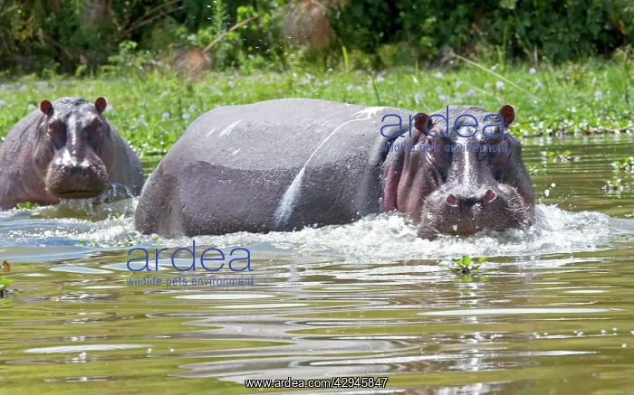 : Hippopotamus - In water threatening : Hippopotamus - In water threatening