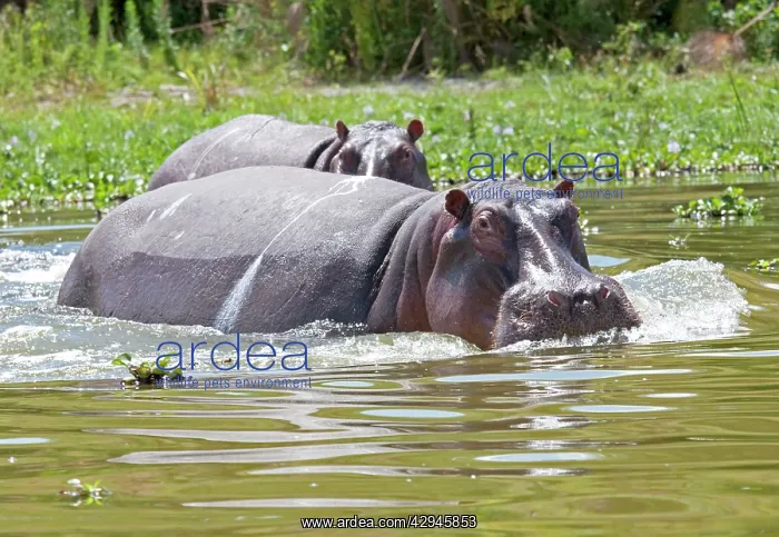 : Hippopotamus - In water threatening : Hippopotamus - In water threatening