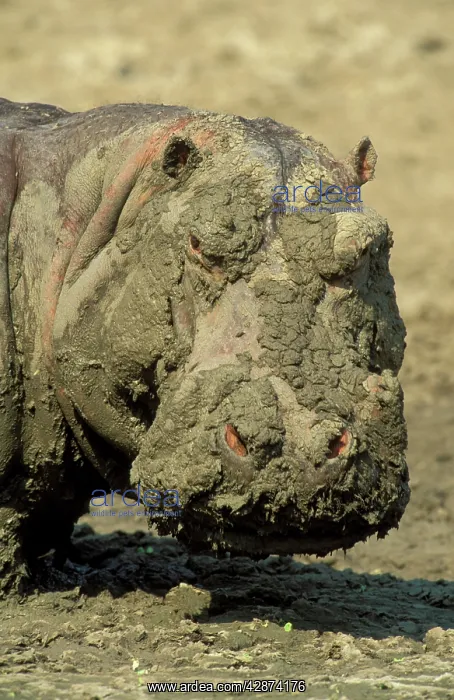 : Hippopotamus - When the waterholes dry up during : Hippopotamus - When the waterholes dry up during