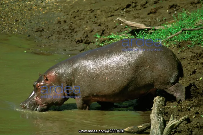  : Hippopotamus - at waterIs edge drinking