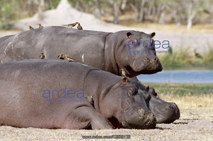 : HIPPOPOTAMUS - x two with Oxpeckers on back : HIPPOPOTAMUS - x two with Oxpeckers on back