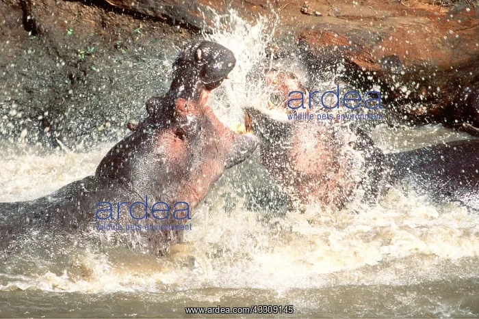  : HIPPOPOTAMUS - x two, males fighting in water
