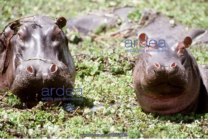 : HIPPOPOTAMUS - x two, mother and calf close-up : HIPPOPOTAMUS - x two, mother and calf close-up