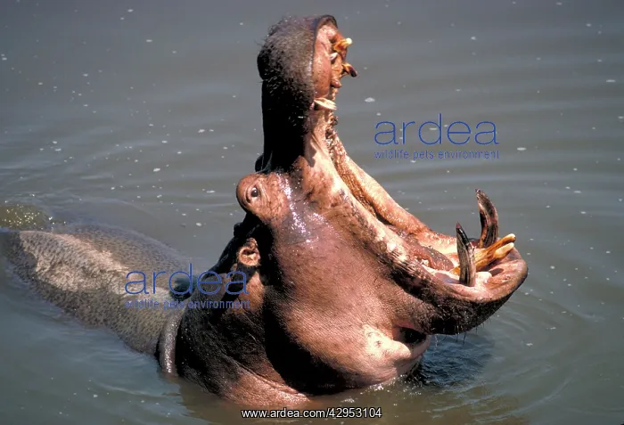 : Hippopotamus yawning : Hippopotamus yawning