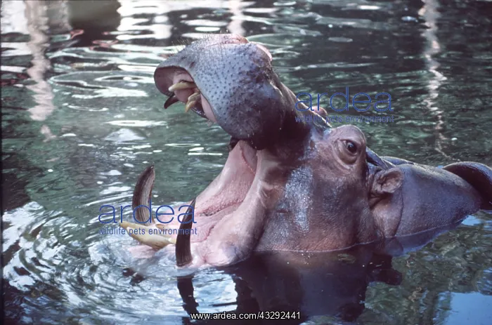 : HIPPOPOTAMUS - Yawning : HIPPOPOTAMUS - Yawning