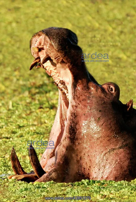 : Hippopotamus yawning in the afternoon : Hippopotamus yawning in the afternoon