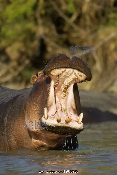 : Hippopotamus - Yawning bull in the Lufupa River : Hippopotamus - Yawning bull in the Lufupa River
