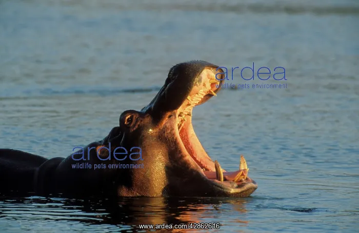 : Hippopotamus - yawning in the evening : Hippopotamus - yawning in the evening