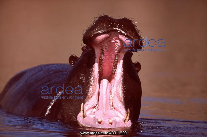 : HIPPOPOTAMUS - yawning, with mouth open : HIPPOPOTAMUS - yawning, with mouth open