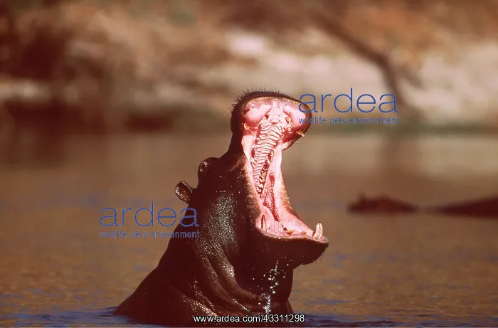 : HIPPOPOTAMUS - Yawning, mouth open aggression : HIPPOPOTAMUS - Yawning, mouth open aggression