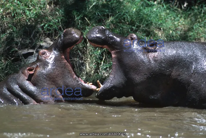  : HIPPOPOTAMUS - young playing, facing