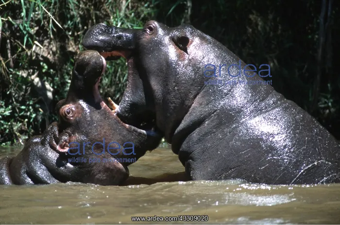  : HIPPOPOTAMUS - young playing, facing each other